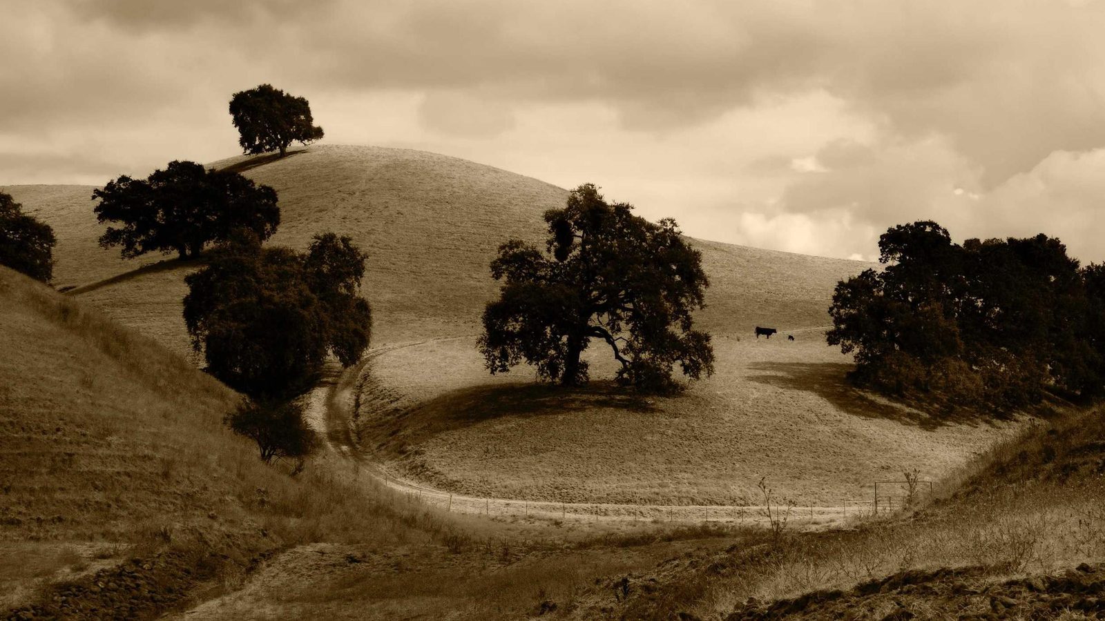 An open field running to a distant treeline under a heavy sky